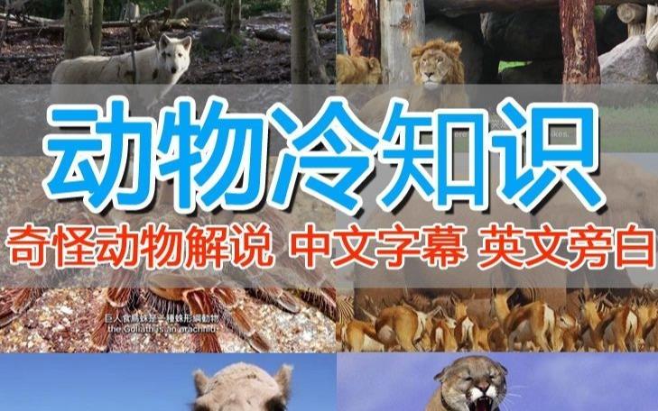 外面卖1699的国外纪录片解说（动物解说、美食、动画片）稳过中视频-灵动共创